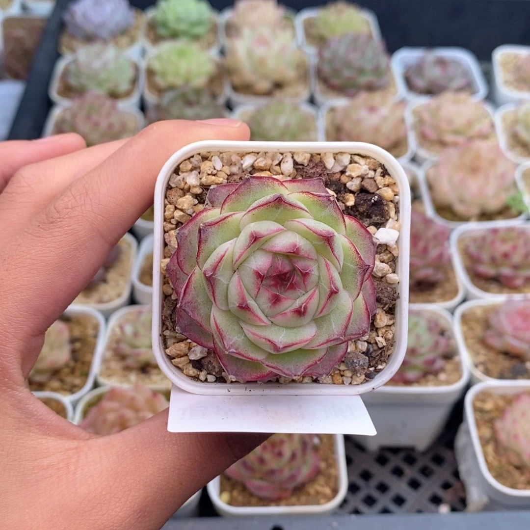 香*z1-860 新疆西藏内蒙到付 一盒包邮2-3公分