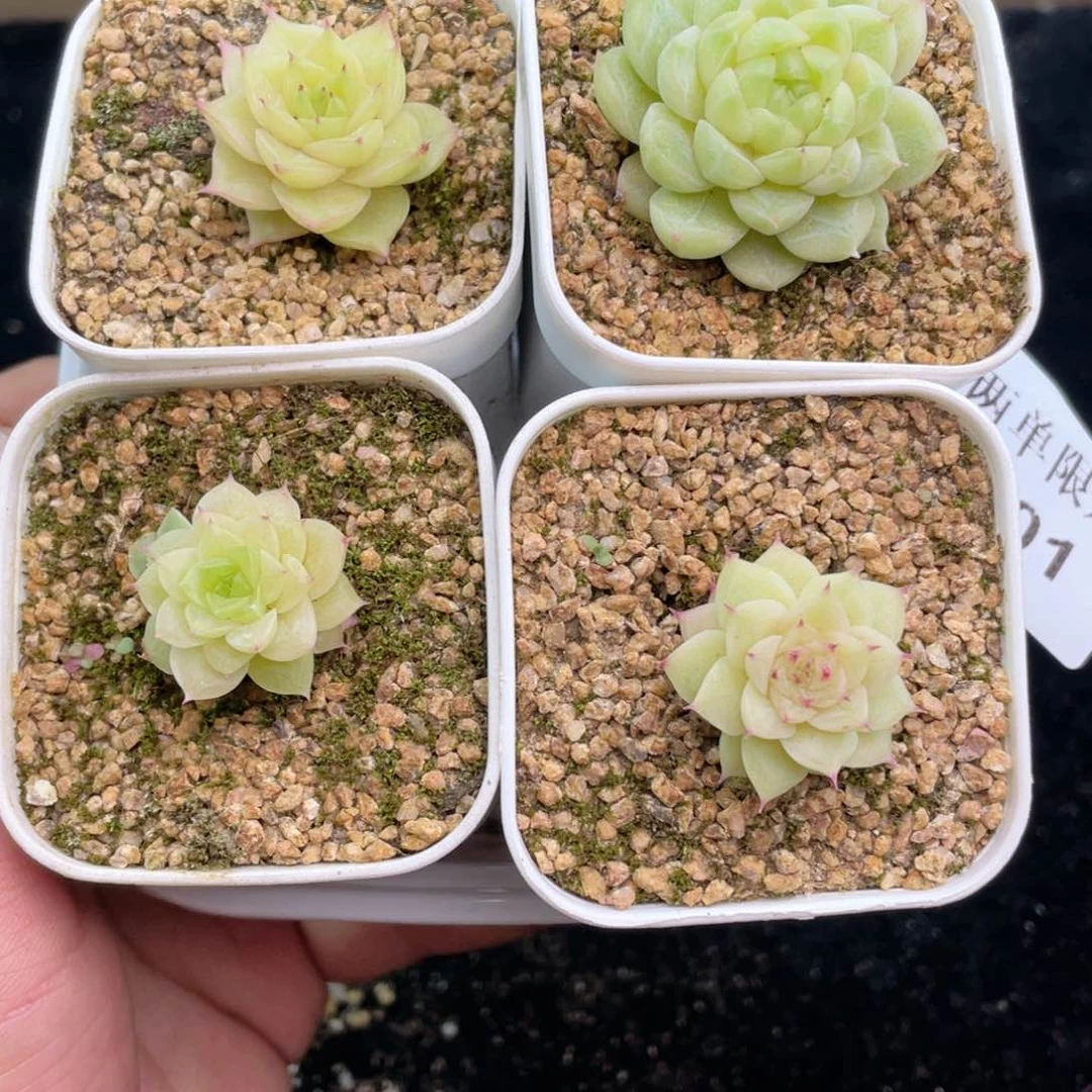 1-301 新疆西藏内蒙到付 一盒包邮2-3公分多肉
