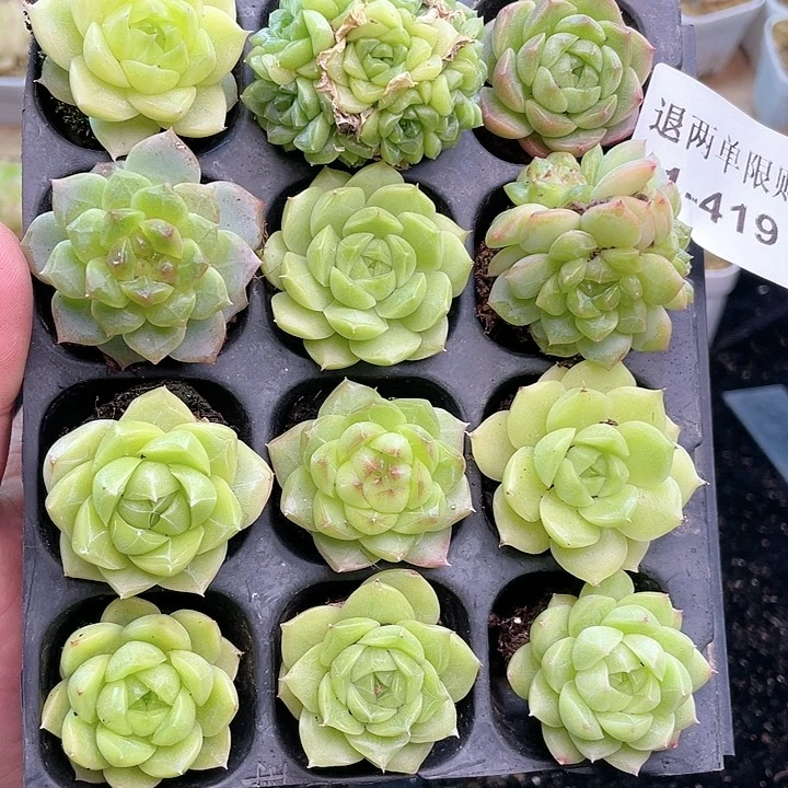 1-419 除去新疆西藏内蒙一盒包邮