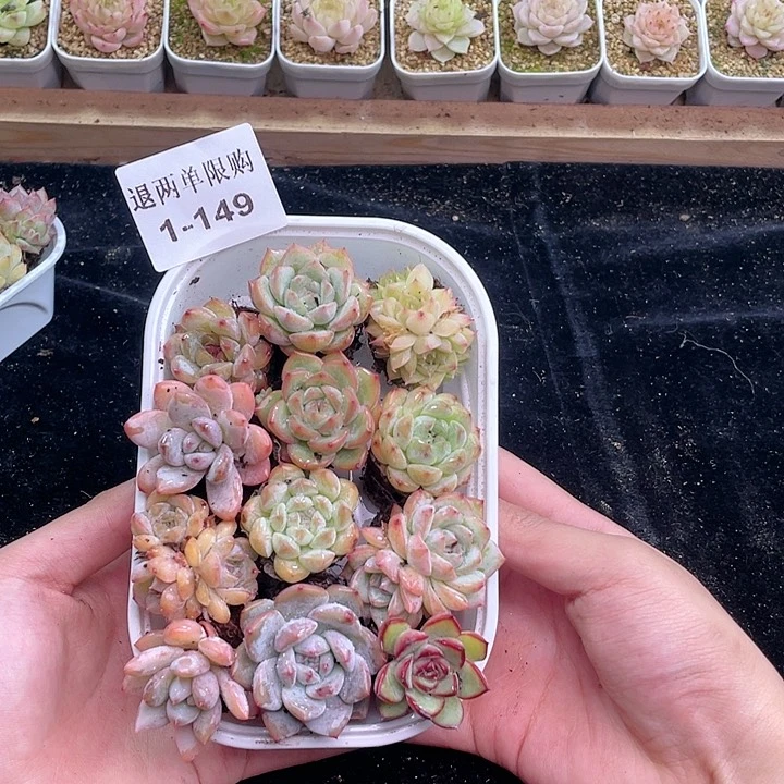 【闪购商品】1-149 除去新疆西藏内蒙古一盒包邮