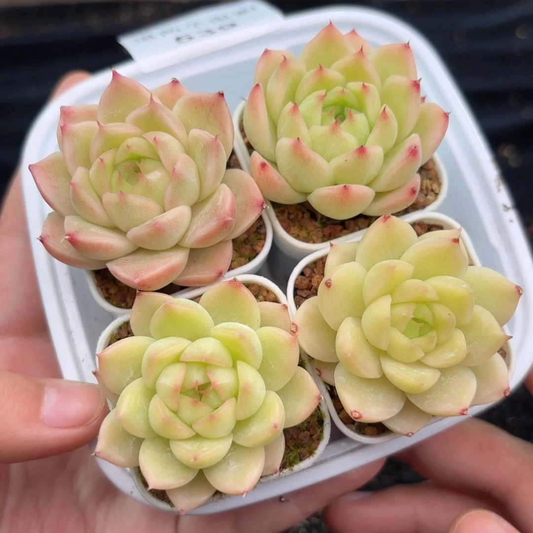 539 新疆西藏内蒙默认到付 其他一单包邮 多肉植物