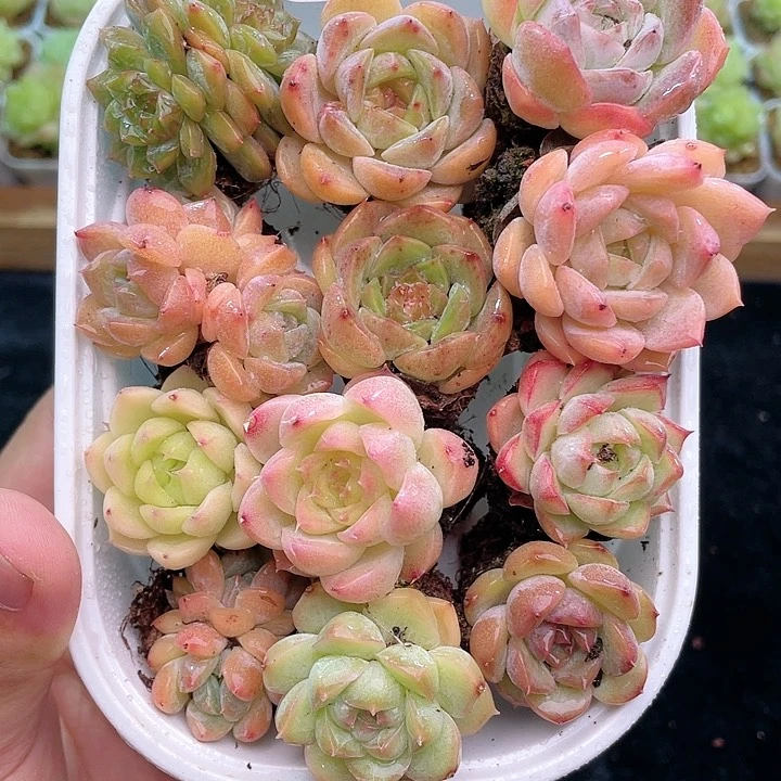 1-993 除新疆西藏内蒙一盒包邮