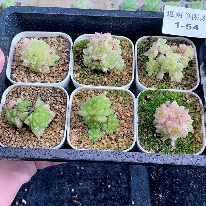 1-54 除去新疆西藏内蒙一盒包邮