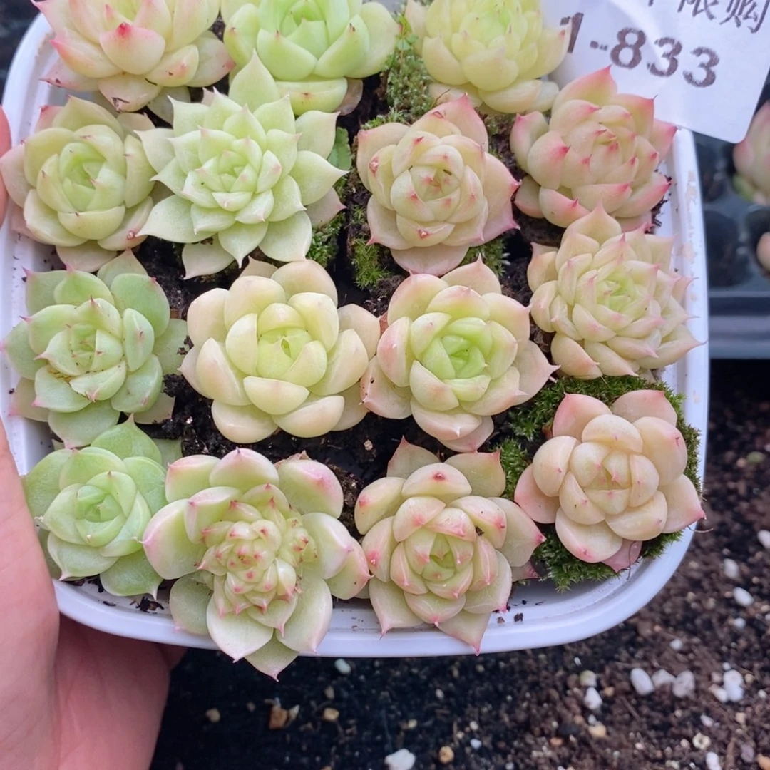 1-833 新疆西藏内蒙到付 一盒包邮 2-3公分