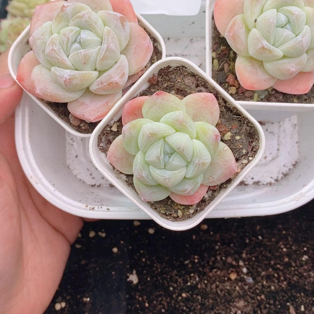 1-336 新疆西藏内蒙到付 一盒包邮。2-3公