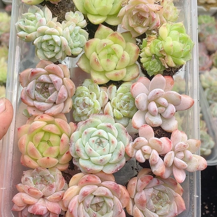 1-393 除去新疆西藏内蒙一盒包邮