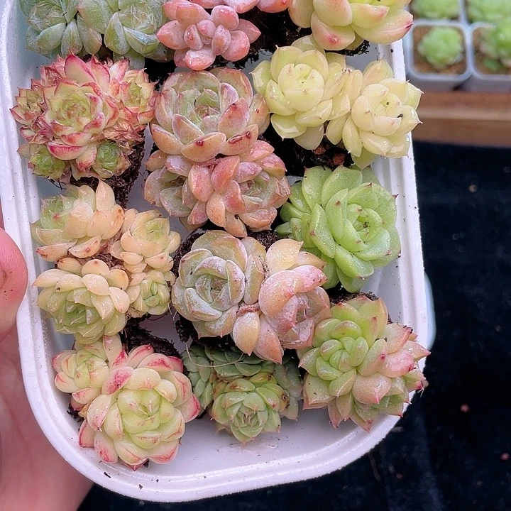 1-994 除新疆西藏内蒙一盒包邮