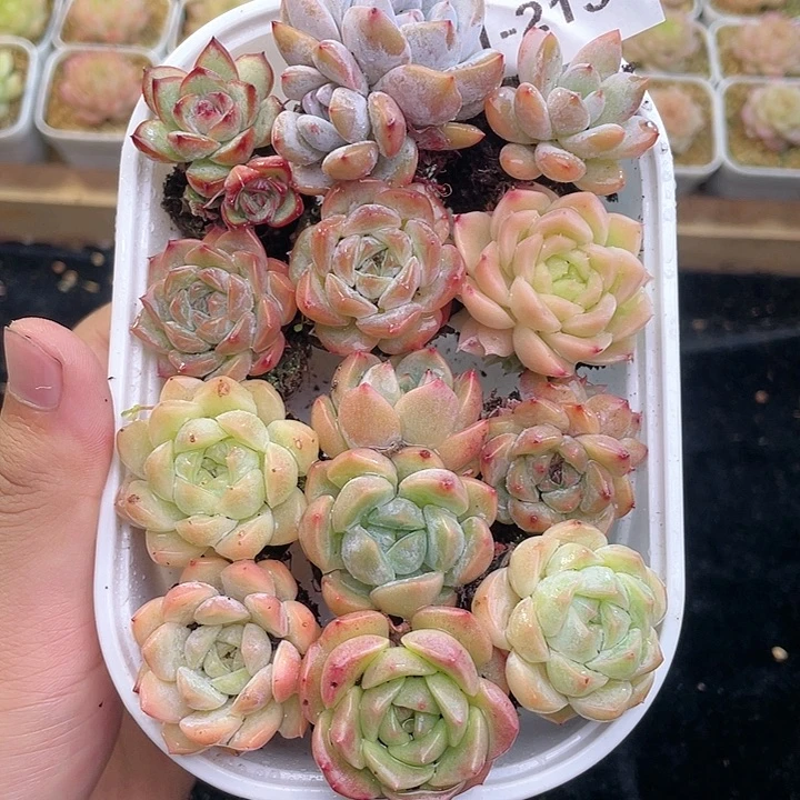 【闪购商品】1-213 新疆西藏内蒙一盒包邮