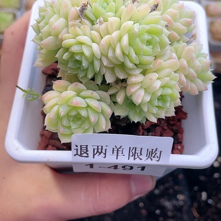【闪购商品】1-491 除去新疆西藏内蒙一盒包邮