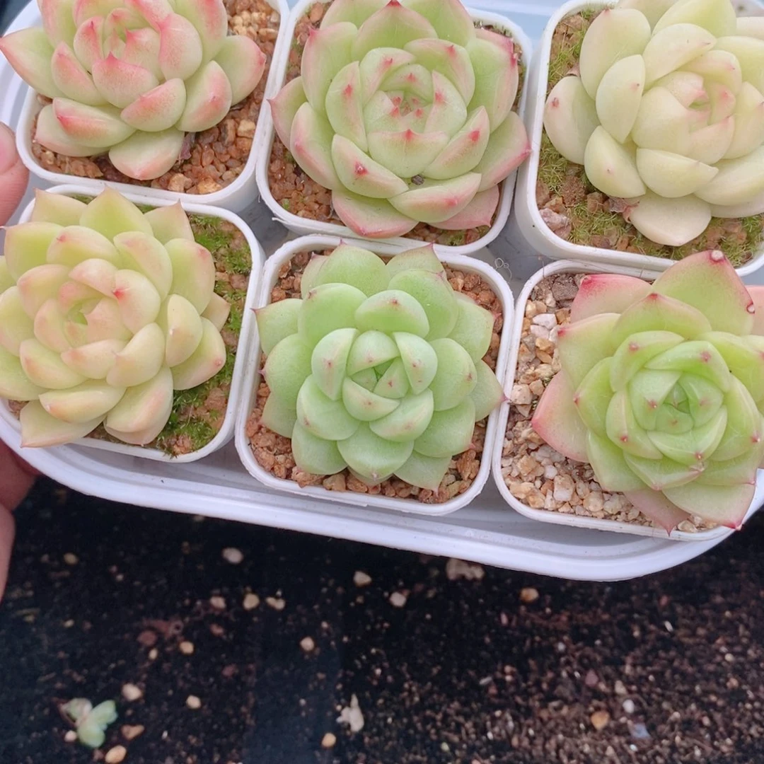 1-338 新疆西藏内蒙到付 一盒包邮。2-3公