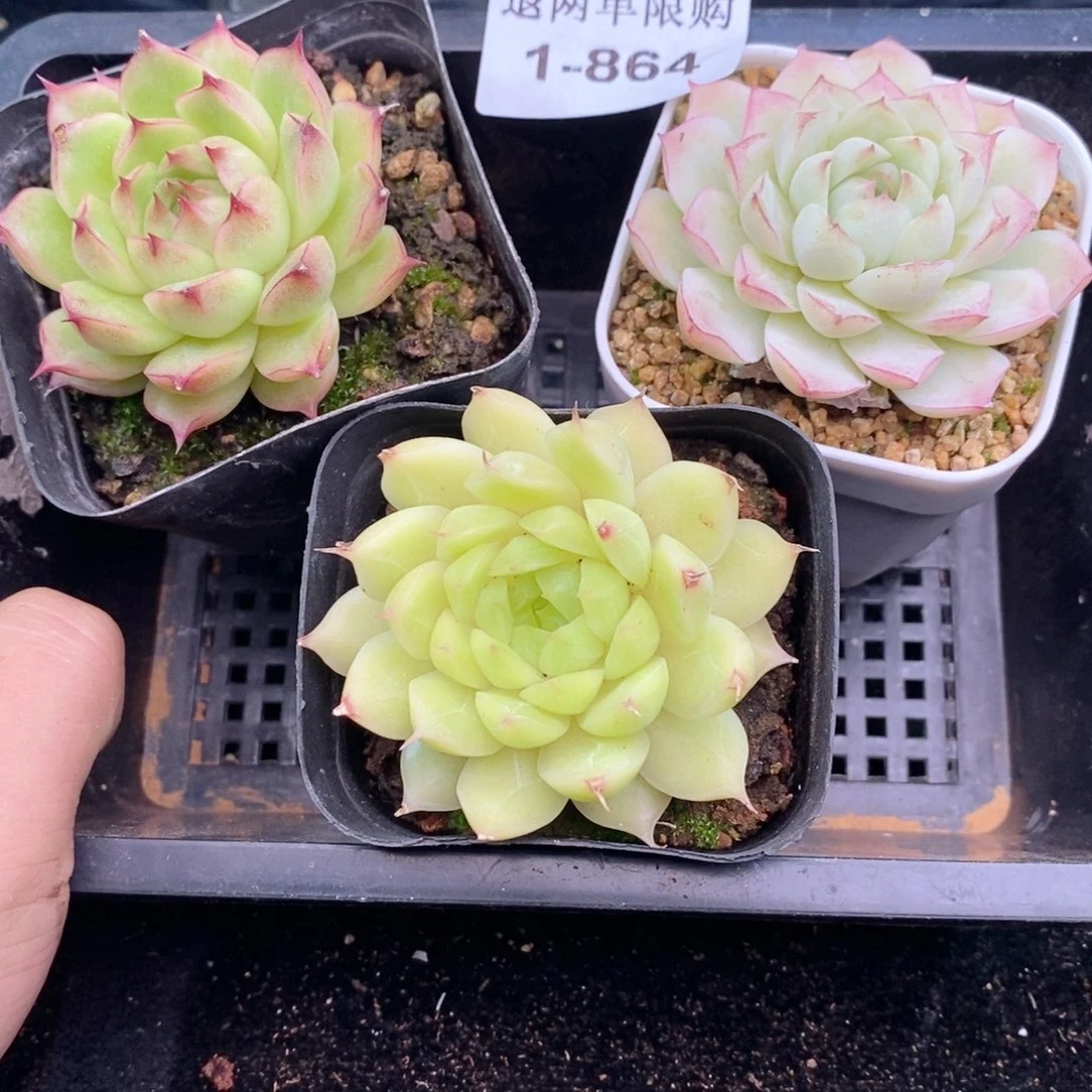 1-864 新疆西藏内蒙到付 其他一盒包邮 2-3公分