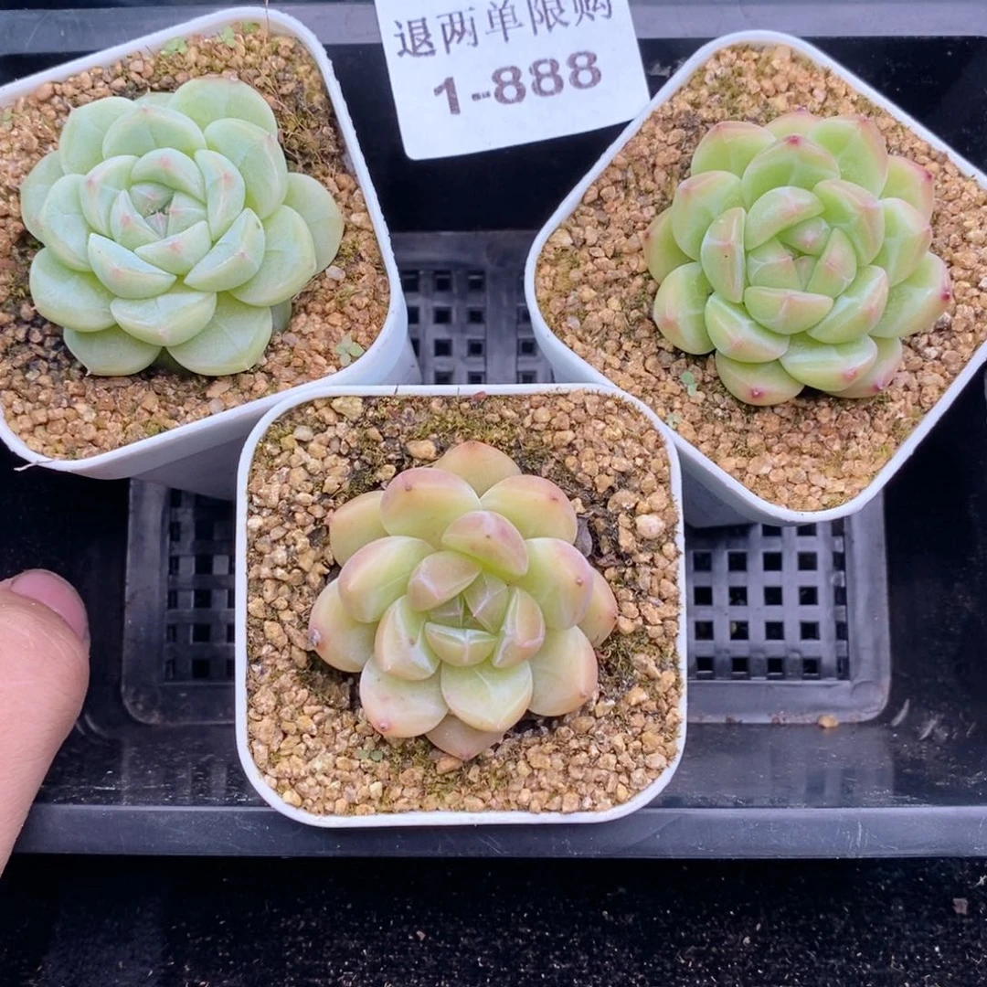 1-888 新疆西藏内蒙到付一盒包邮 2-3公分