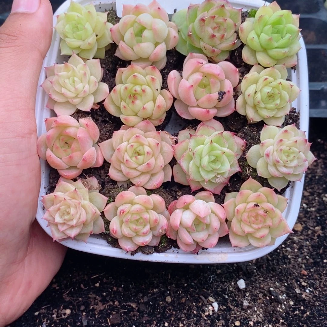 1-873 新疆西藏内蒙到付 一盒包邮 2-3公分