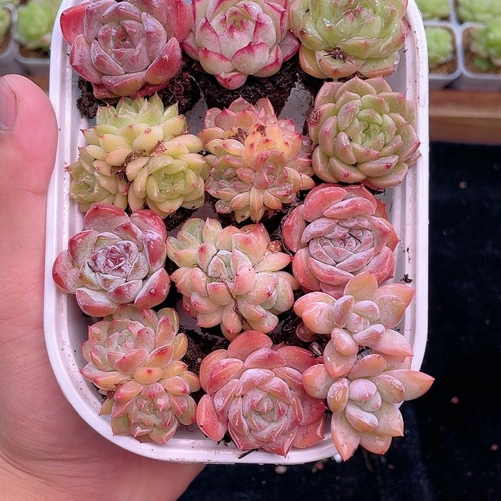 1-995 除新疆西藏内蒙一盒包邮