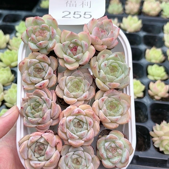 255 除新疆西藏内蒙一盒包邮 尺寸2到3厘米