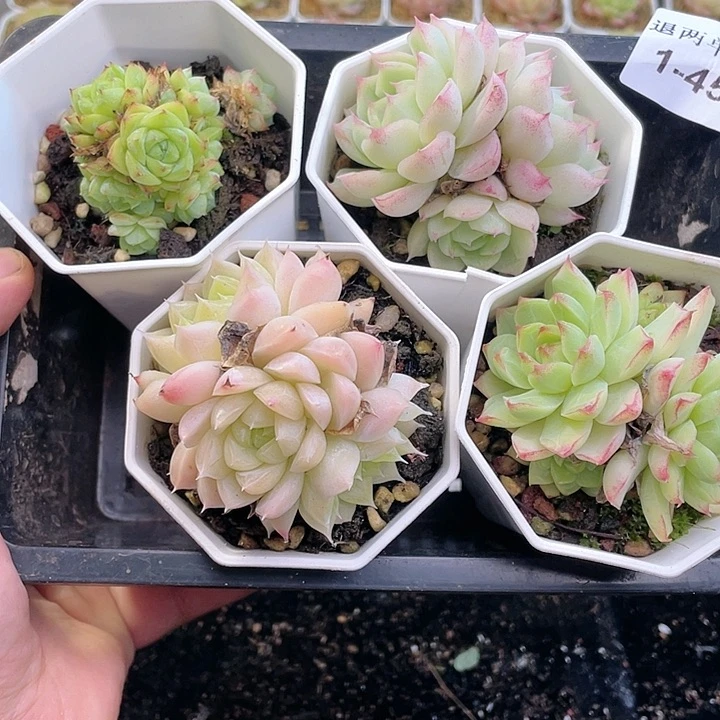 【闪购商品】1-455 除新疆西藏内蒙一盒包邮