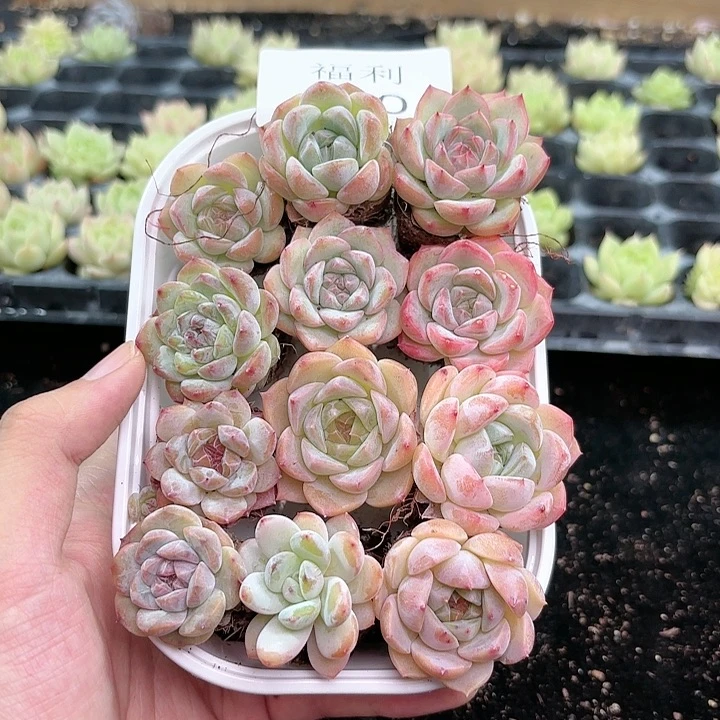 360 除新疆西藏内蒙一单包邮。尺寸2到3厘米。