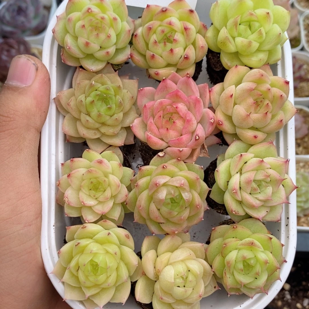 1-968 新疆西藏内蒙到付 一盒包邮 2-3公分