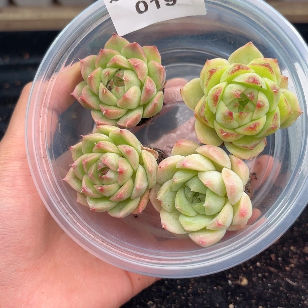 019 新疆西藏内蒙默认到付 其他一单包邮 多肉