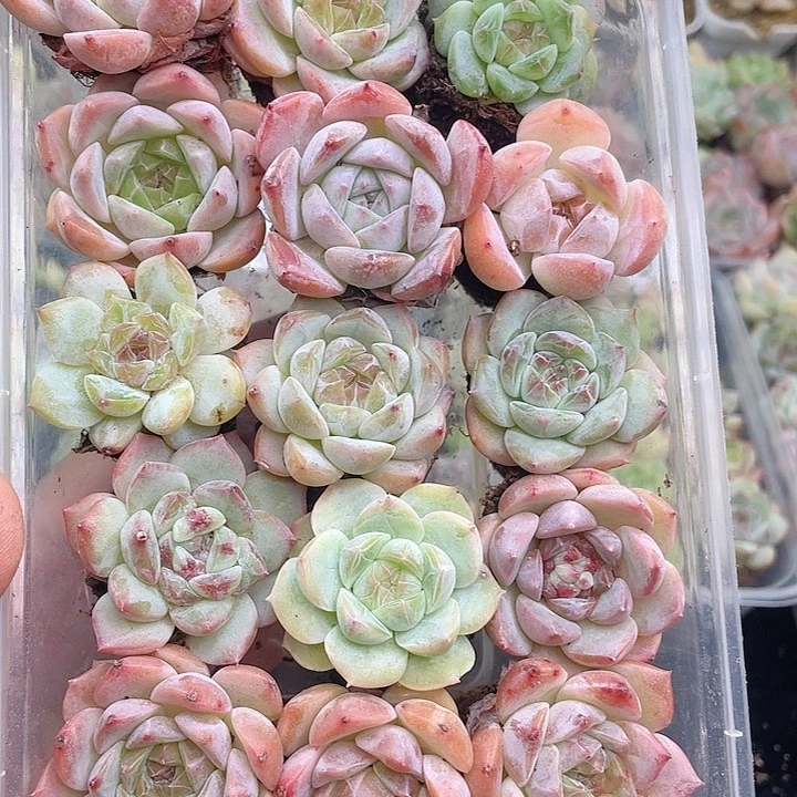 1-395 除去新疆西藏内蒙一盒包邮