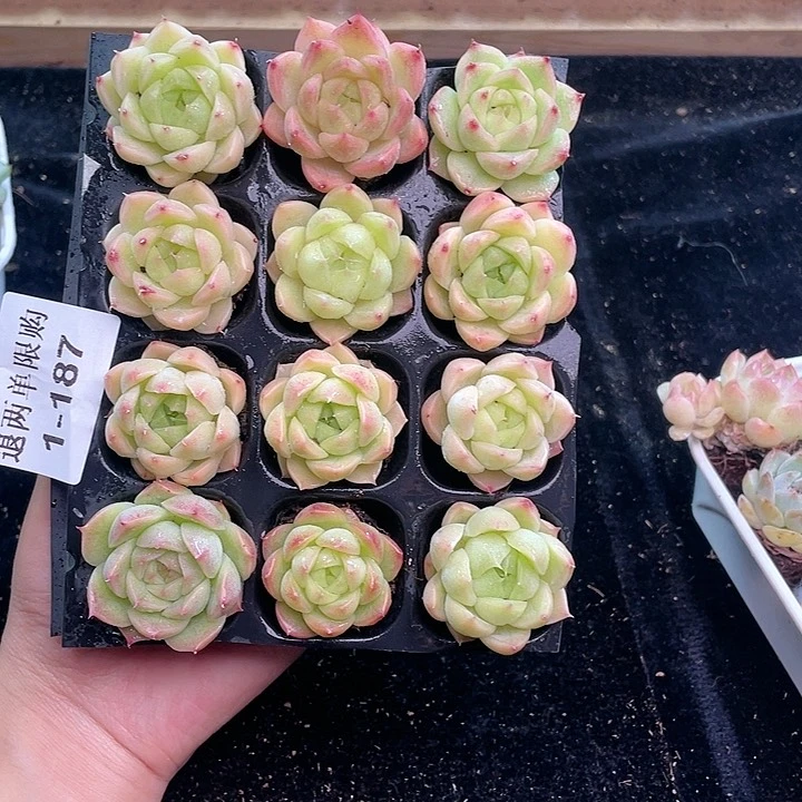 【闪购商品】1-187除去新疆西藏内蒙古一盒包邮