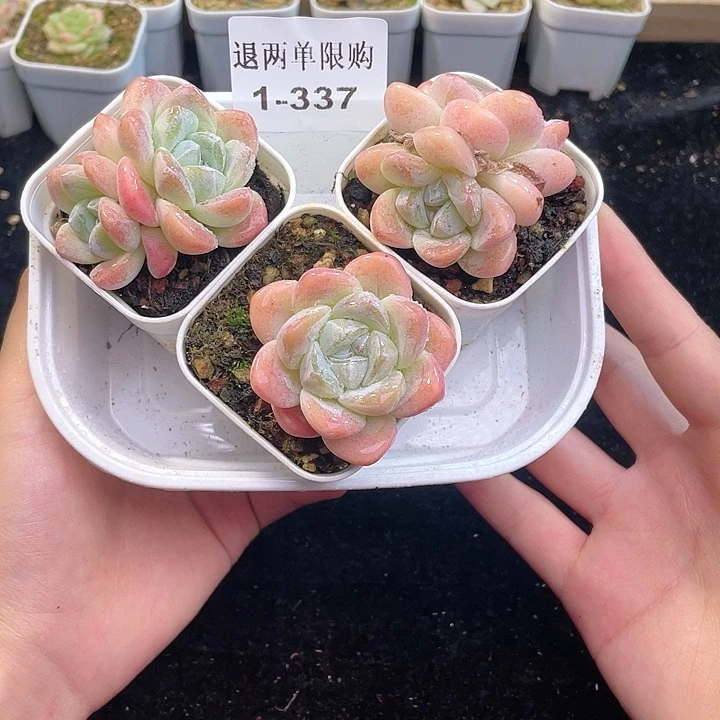 【闪购商品】1-337 除去新疆西藏内蒙古一盒包邮