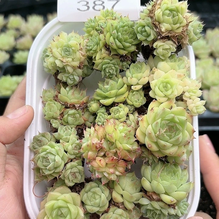387 冰玉三颗 单双三头 各一颗 脱土发货