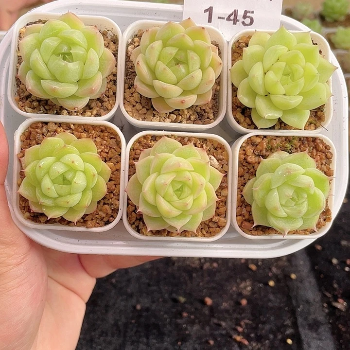 1-45 除去新疆西藏内蒙一盒包邮