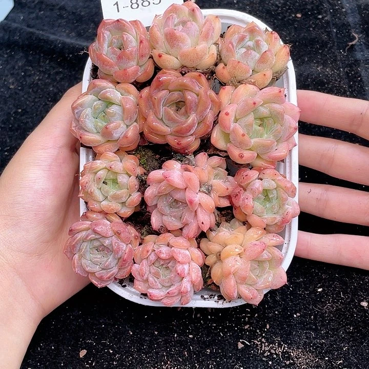 【闪购商品】1-885 除去新疆西藏内蒙古一盒包邮