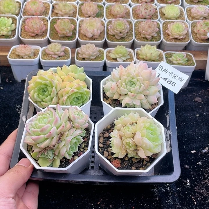 【闪购商品】1-486 除去新疆西藏内蒙一盒包邮