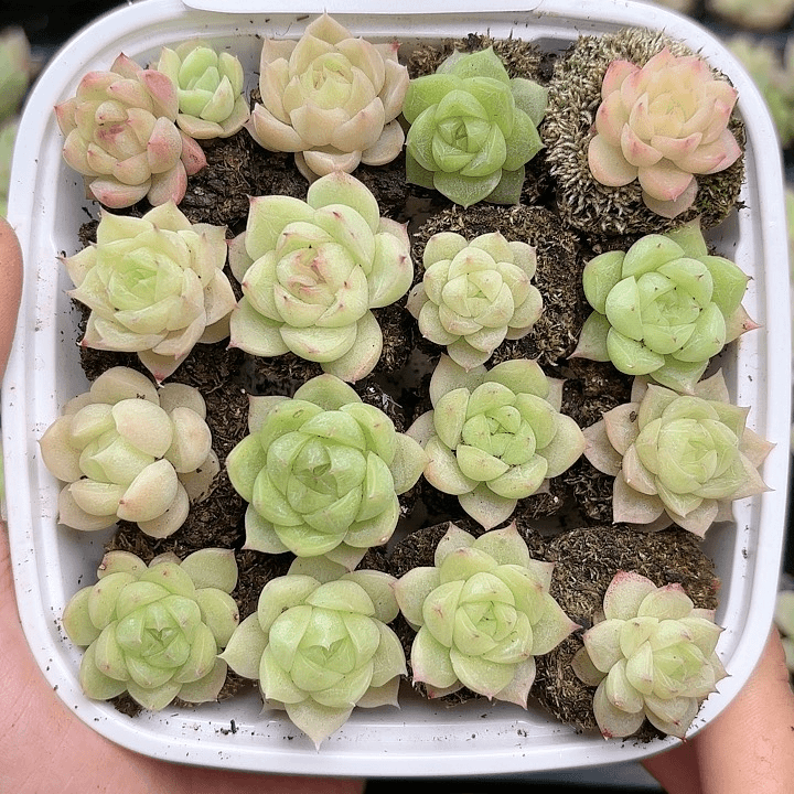 292 除新疆西藏内蒙一盒包邮 尺寸2到3厘米