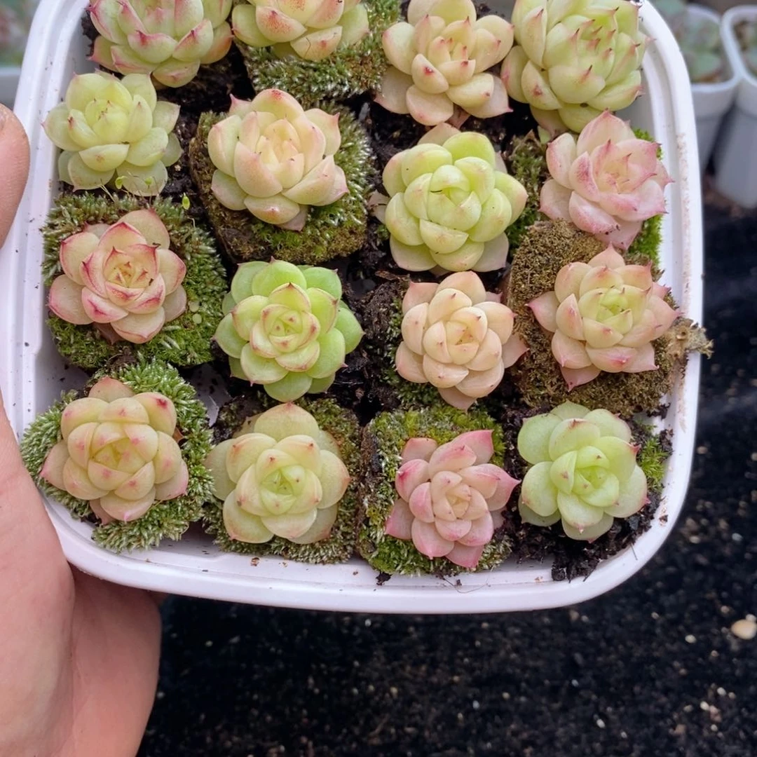 1-722 新疆西藏内蒙到付 一盒包邮 2-3公分