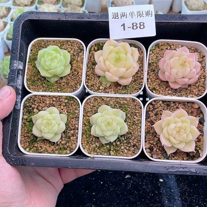 1-88 除去新疆西藏内蒙一盒包邮