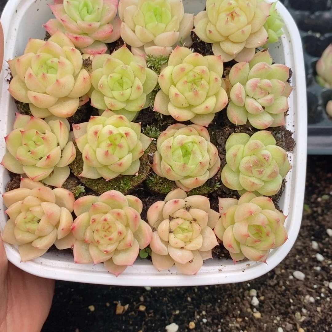 1-834 新疆西藏内蒙到付 一盒包邮 2-3公分