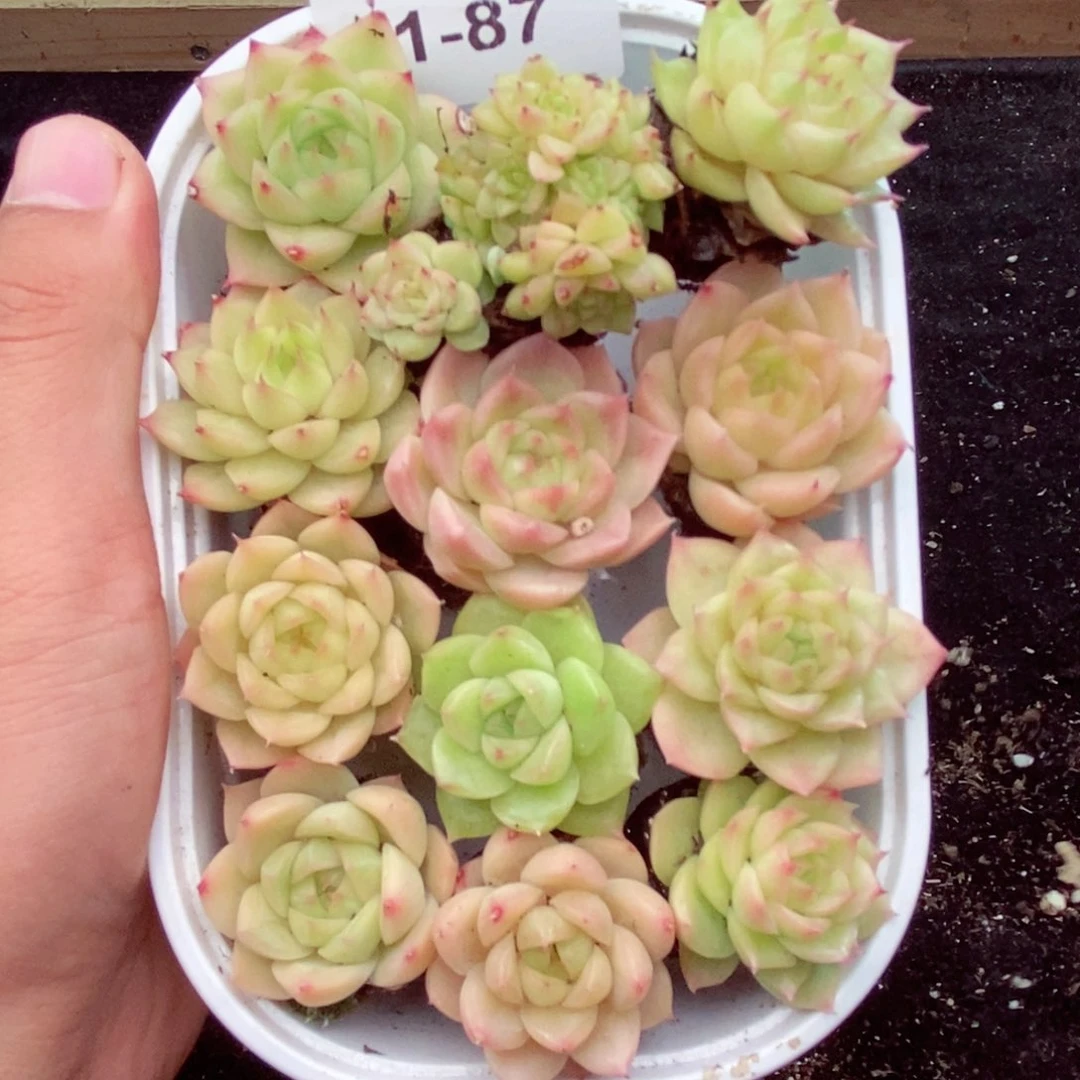 1-87 新疆西藏内蒙到付。一盒包邮2-3公分