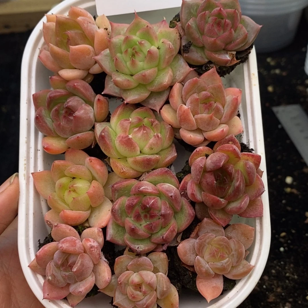 1006 新疆西藏内蒙发到付，其他一单包邮，尺寸2到3厘米