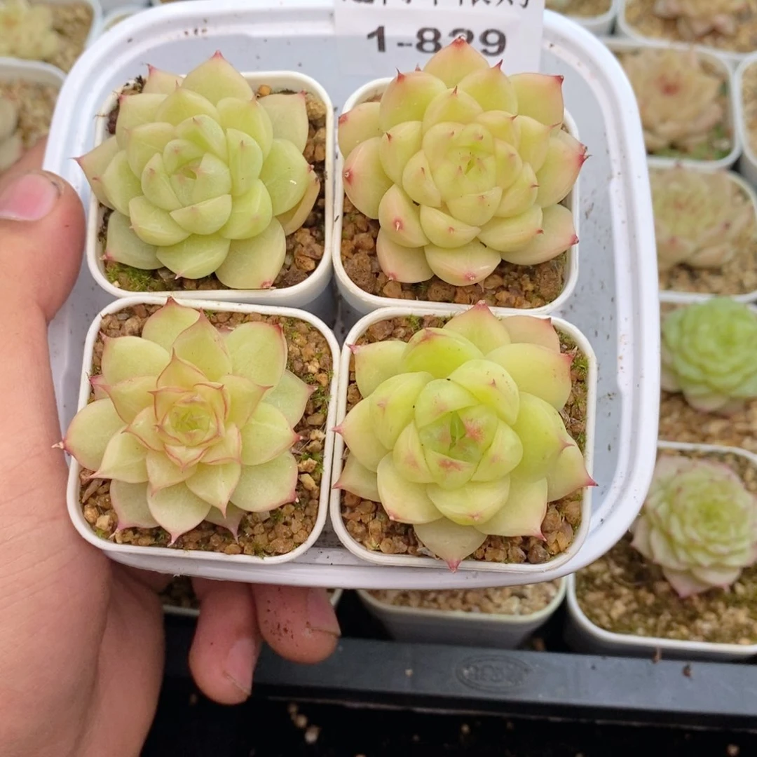 1-829 新疆西藏内蒙到付 一盒包邮 2-3公分