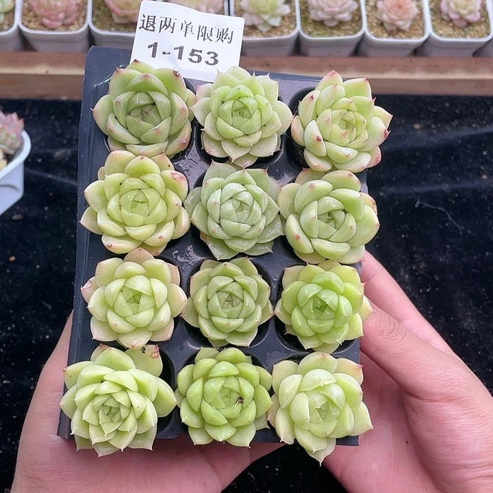 【闪购商品】1-153 除去新疆西藏内蒙古一盒包邮