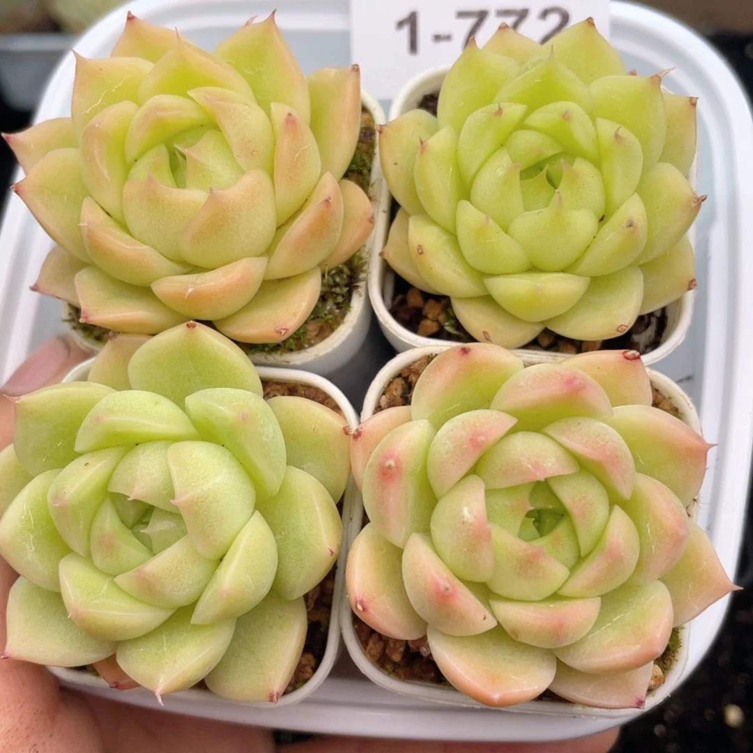 1-772 新疆西藏内蒙到付 一盒包邮2-3公分