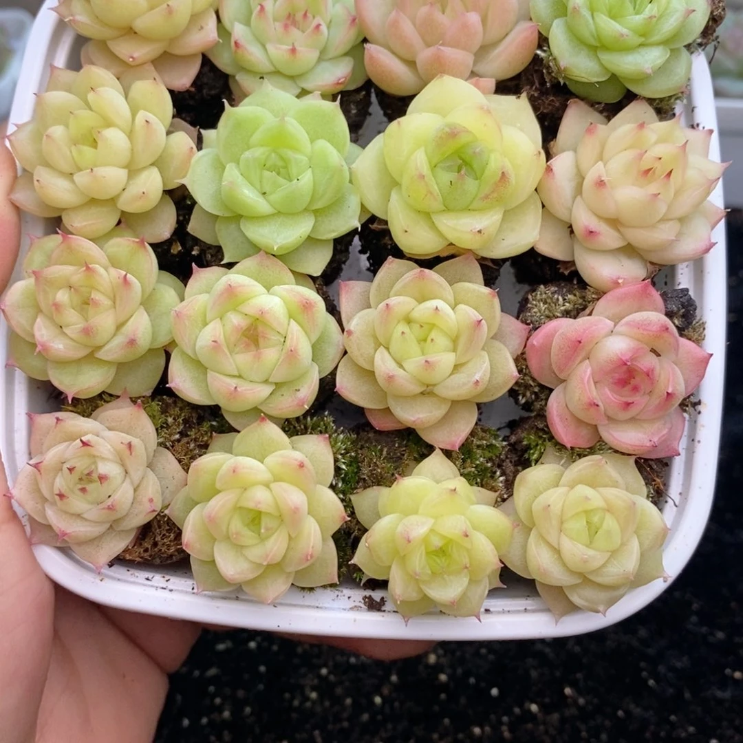 1-593 新疆西藏内蒙到付 一盒包邮 2-3公斤