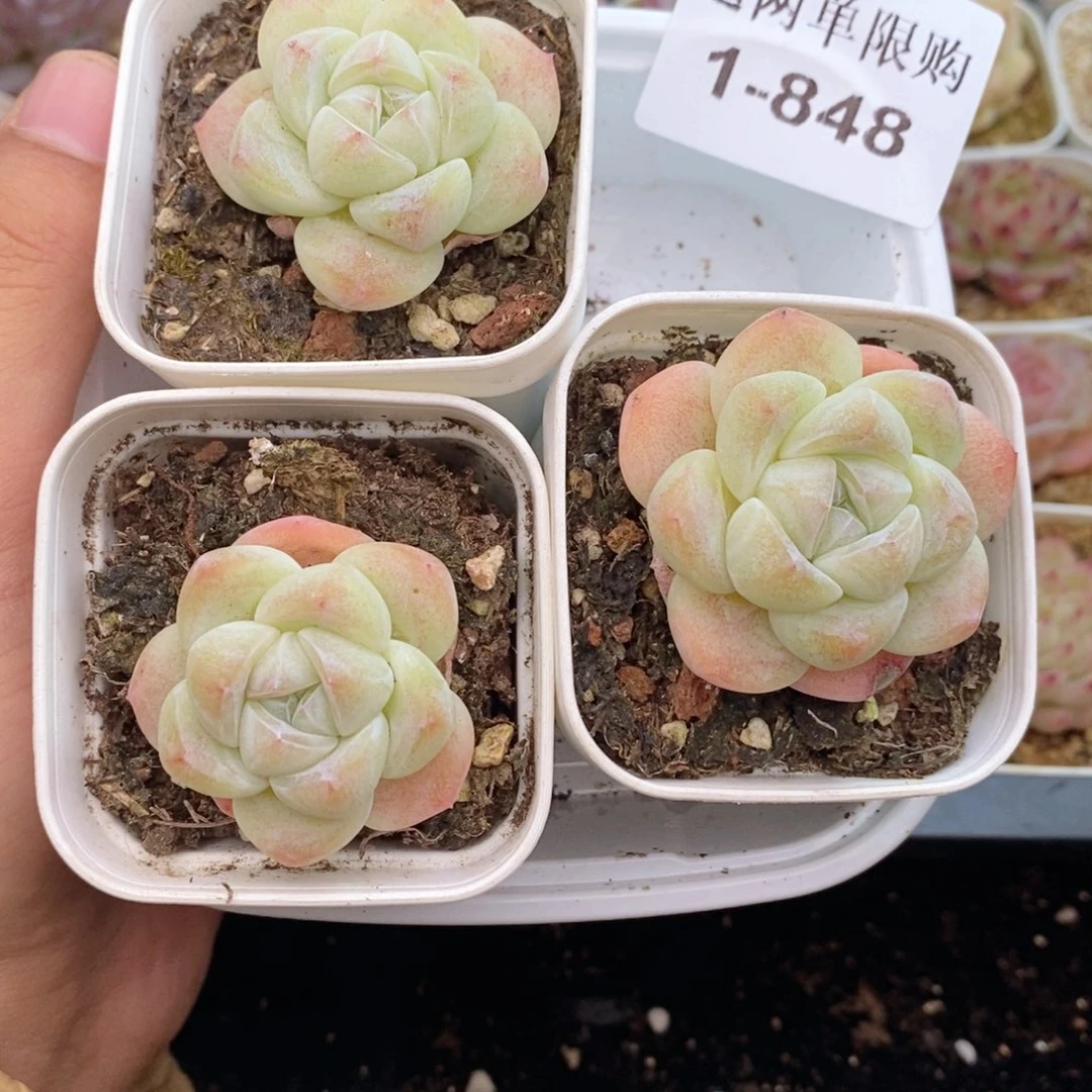 1-848 新疆西藏内蒙到付 一盒包邮 2-3公分