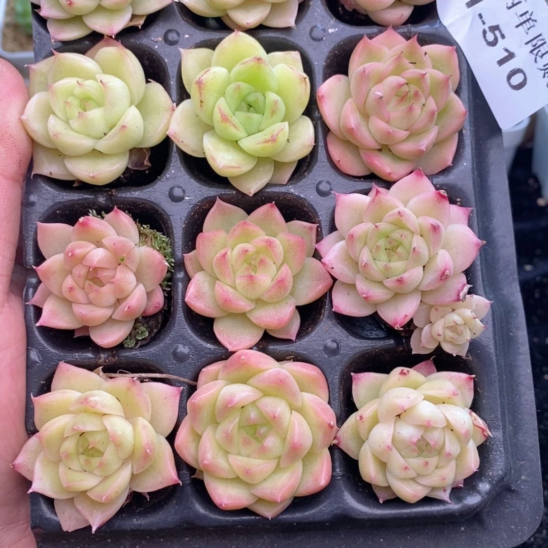 1-510 新疆西藏内蒙到付 一盒包邮 2-3公分