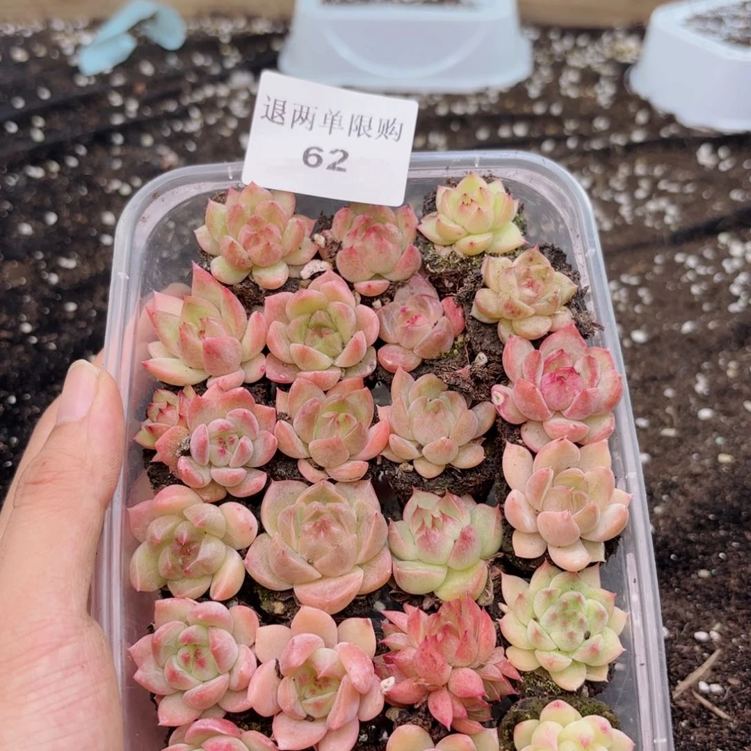 62 新疆西藏内蒙默认到付 其他一单包邮 多肉