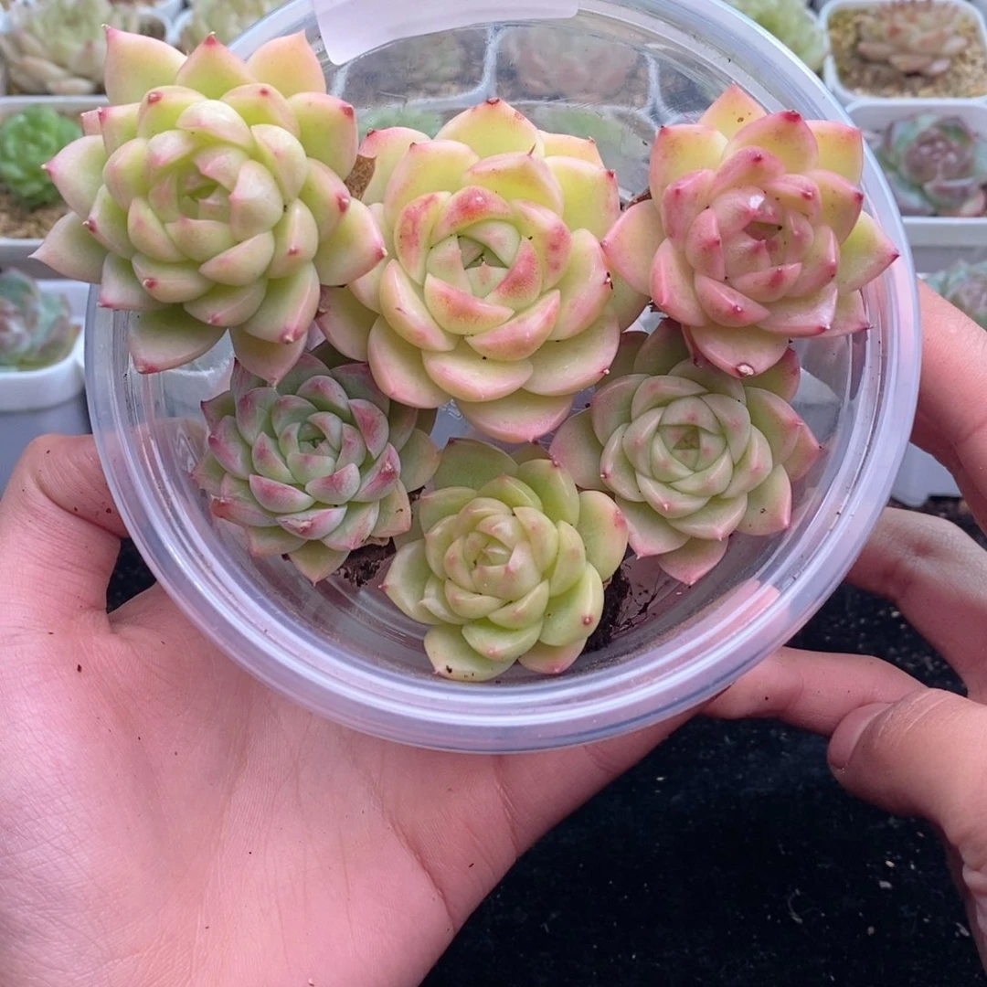 102 新疆西藏内蒙默认到付其他一盒包邮两到三公分多肉