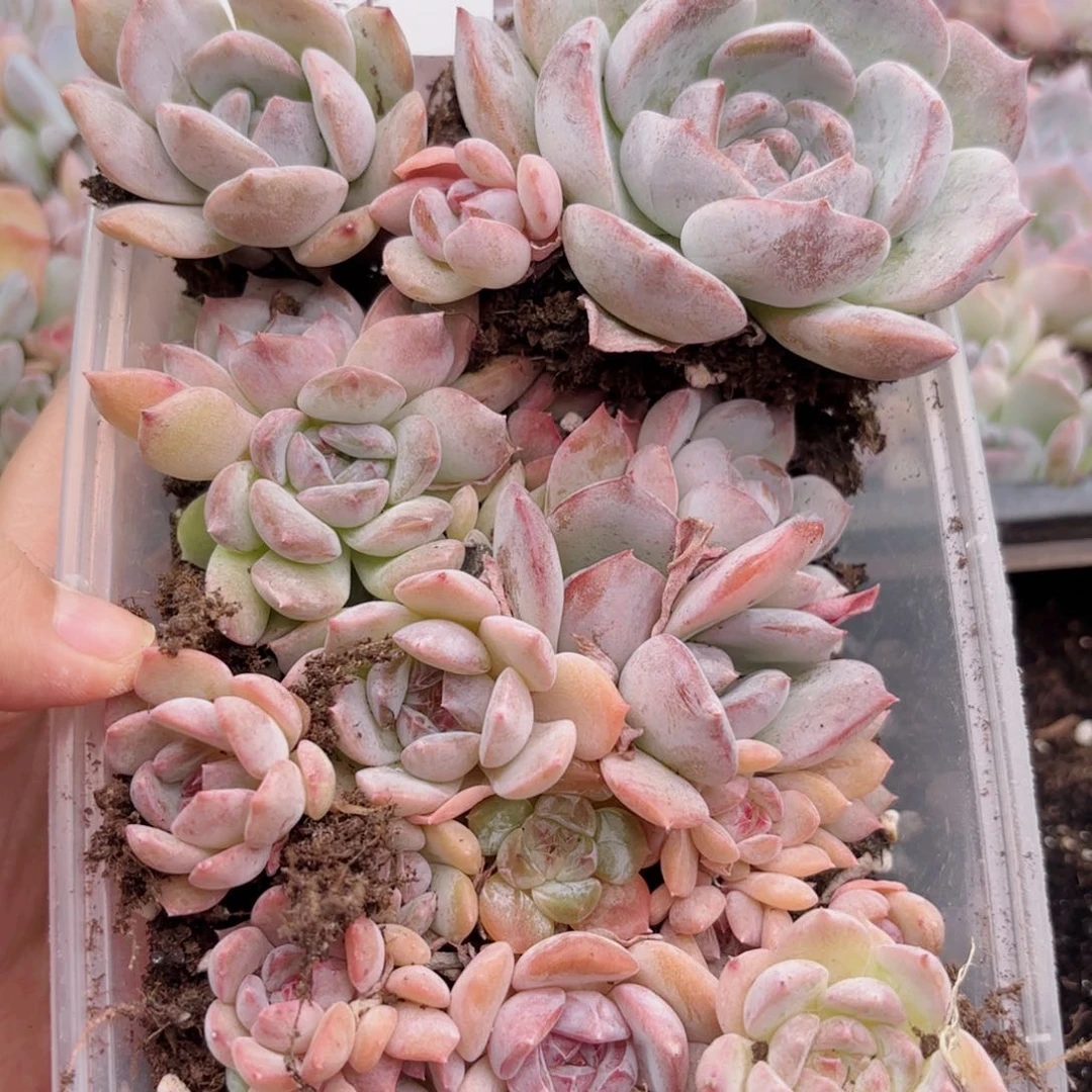 22 新疆西藏内蒙默认到付 其他一单包邮 多肉