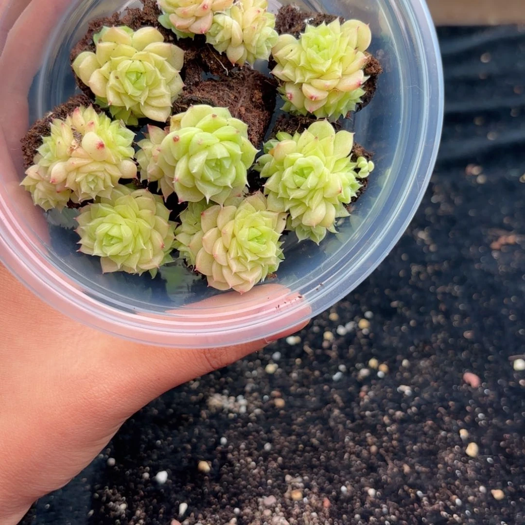 583 新疆西藏内蒙默认到付 其他一单包邮 多肉植物