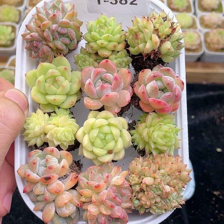 【闪购商品】1-382 除新疆西藏内蒙一盒包邮