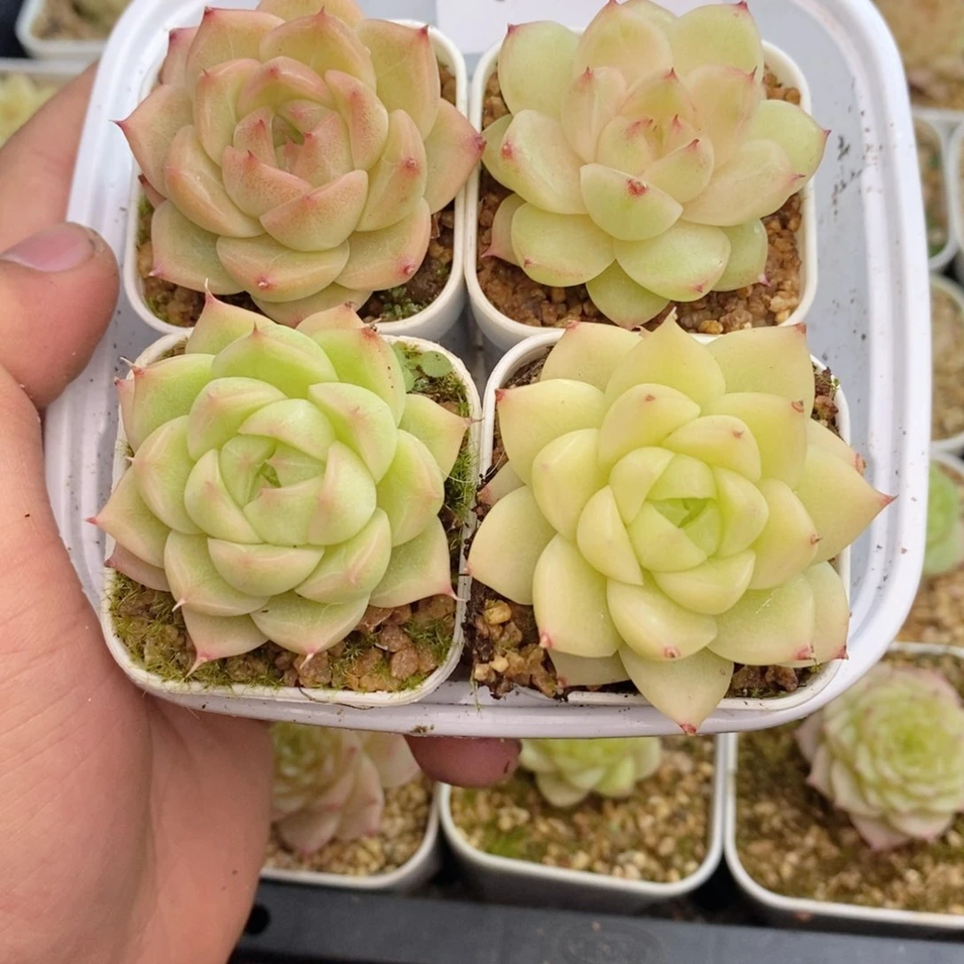 1-785 新疆西藏内蒙到付 一盒包邮 2-3公分