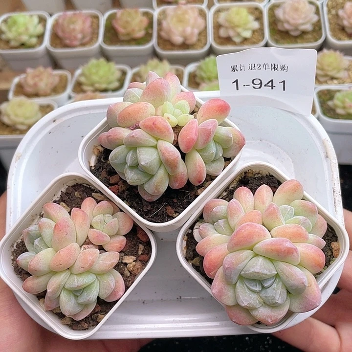 【闪购商品】1-941 除去新疆西藏内蒙古一盒包邮