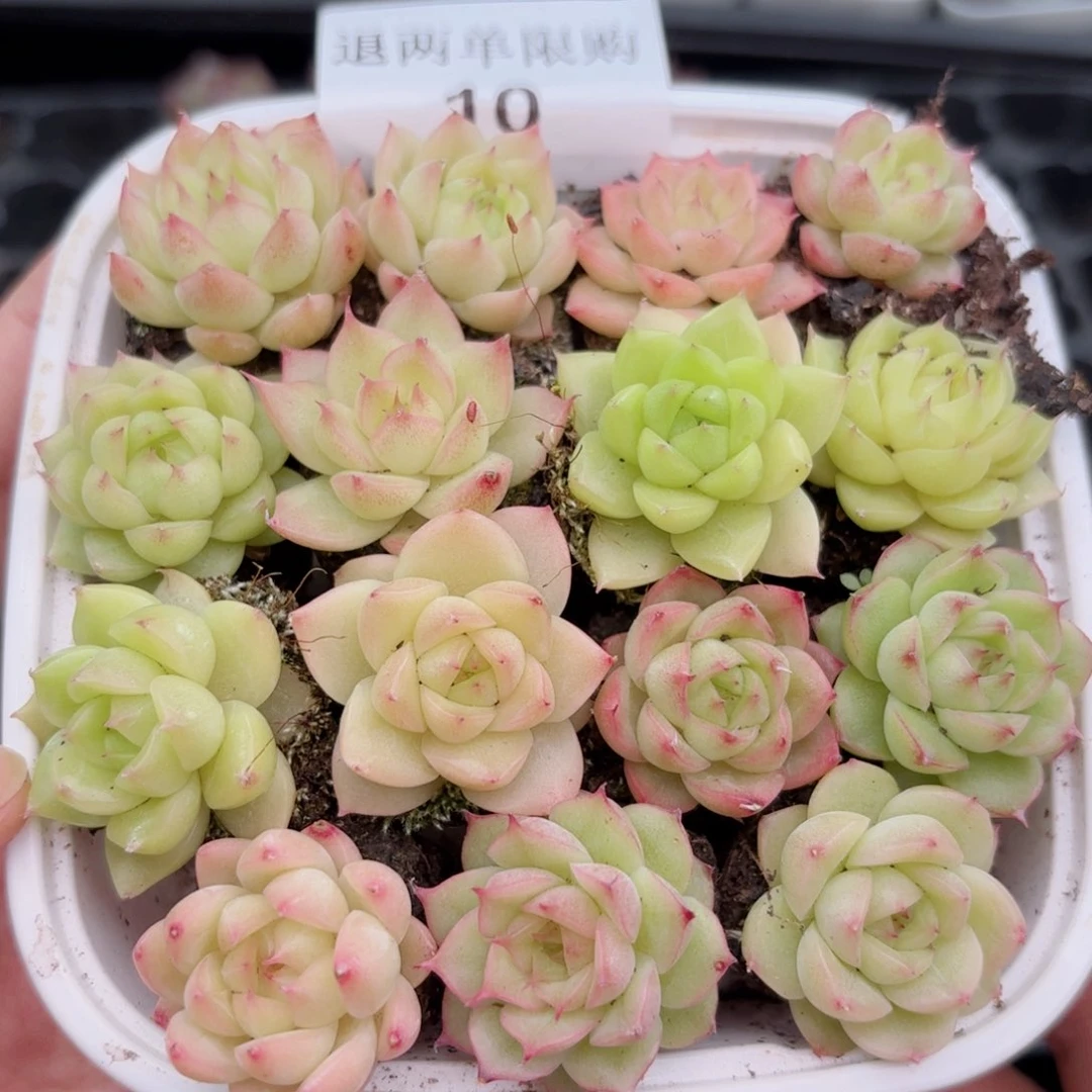 10 新疆西藏内蒙默认到付 其他一单包邮 多肉